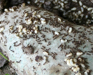 Ameisen mgen trockene Bden beispielsweise unter Steinen