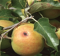 Apfelwickler-Bohrloch - der Apfelwickler befällt vorwiegend Äpfel, aber auch Birnen, Quitten, Aprikosen, Pfirsiche, Pflaumen, Kirschen, Weißdornfrüchte, Esskastanien und Walnüsse