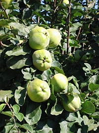 Gesunde Quitte Konstantinopler