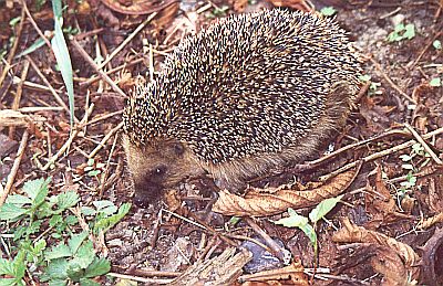 Igel im Garten - guter Schneckenvertilger