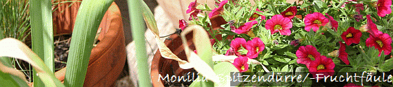 Monilia-Spitzend�rre/-Fruchtf�ule